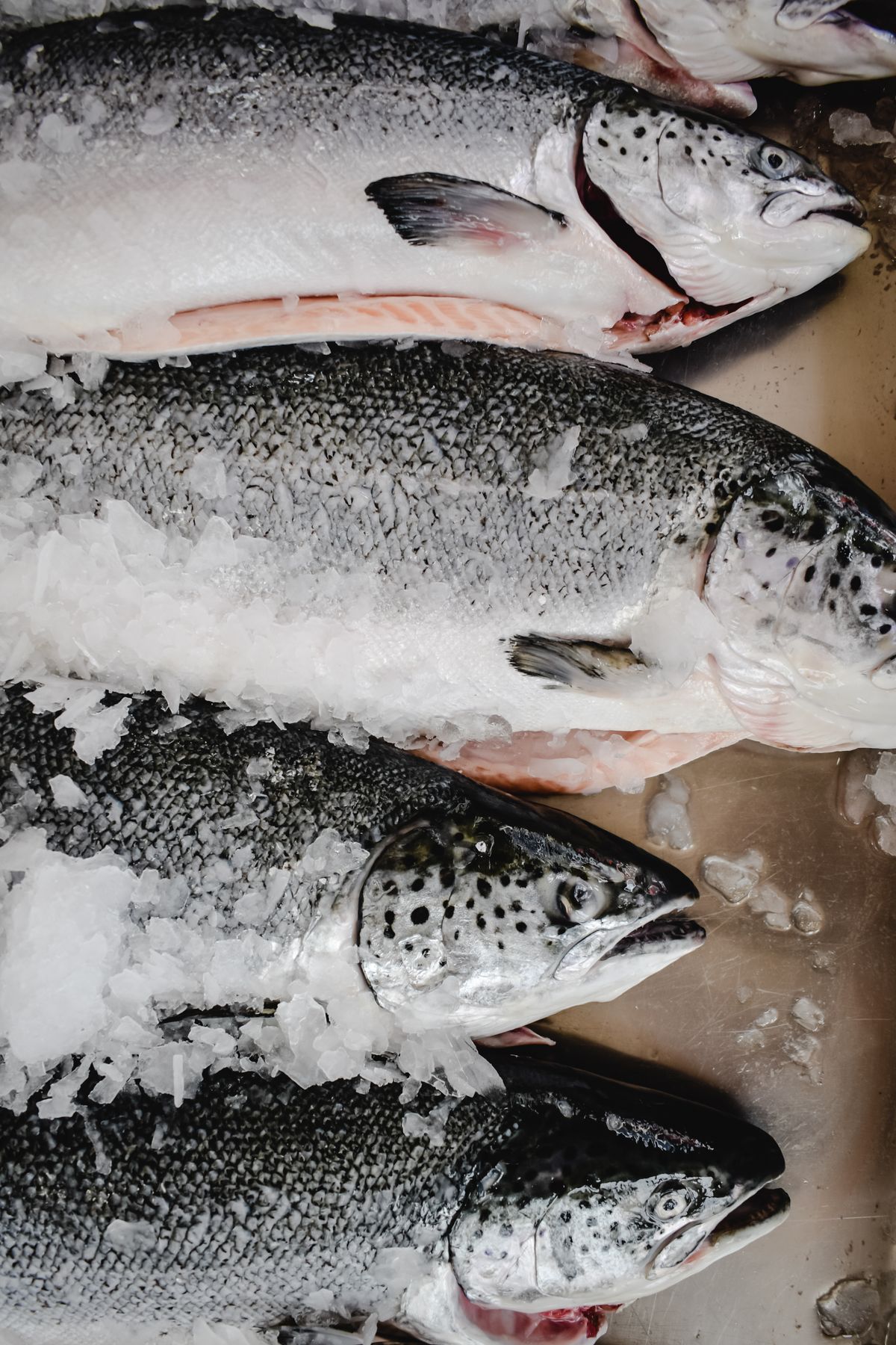 Fresh salmon chilled on ice, one of the protein sources that counts towards a daily target.